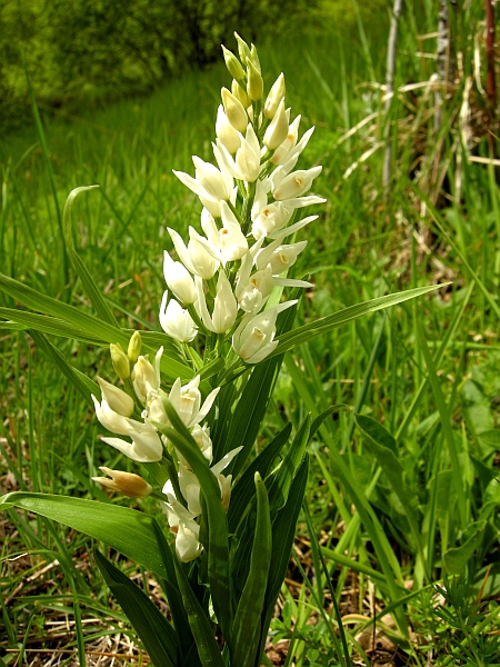 cephalanthera longifolia